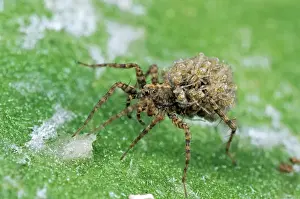 Hitchhiking Prints: Wolf Spider SPH 24 Female carrying young