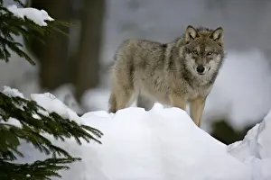 Wolf standing in snow in winter forest Bavaria, Germany