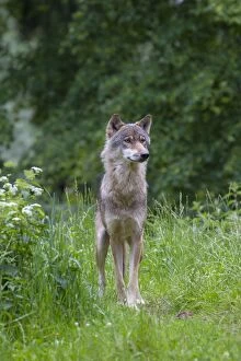 Carnivora Gallery: Wolf summer European Wolf adult wolf in summer Germany