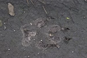 Carnivora Gallery: Wolf Track  European Wolf footprint in sand Germany