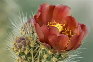Wolf's Cholla - Anza Borrego Desert State Park - California - USA