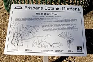 Images Dated 1st July 2006: Wollemi Pine - a recently discovered living fossil in cultivation at Australia Brisbane Mt