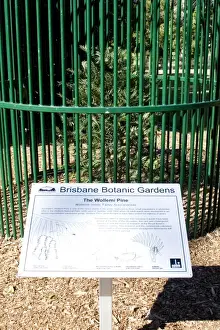 Wollemi Pine - a recently discovered living fossil in cultivation at Australia Brisbane Mt Coot-tha Botanic Gardens (Araucariaceae: Wollemi nobilis)