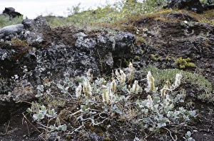 Images Dated 29th December 2005: Wolly Willow - in habitat Iceland