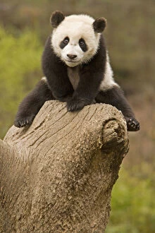 Images Dated 12th May 2011: Wolong Panda Reserve, China, Baby Panda