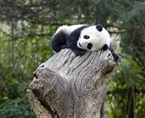 Wolong Reserve, China, Baby panda asleep