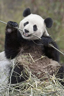 Wolong Reserve, China, Giant panda eating
