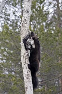 Wolverine - climbing tree with prey
