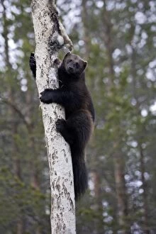 Images Dated 7th May 2007: Wolverine - climbing tree with prey. Kuhmo - Finland
