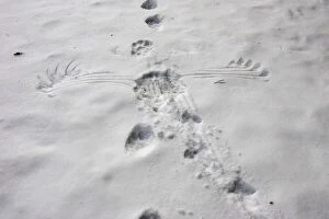 Gamebird Collection: Wolverine (Gulo gulo) & Capercaillie (Tetrao urogallus) tracks in snow - showing wings marks of