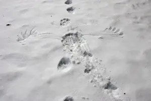 Scandinavia Prints: Wolverine (Gulo gulo) & Capercaillie (Tetrao urogallus) tracks in snow - showing wings marks of Capercaillie