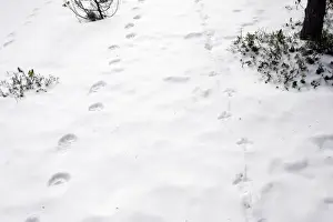 Wolverine (Gulo gulo) & Capercaillie (Tetrao urogallus) tracks in snow