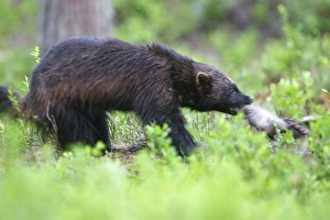 Images Dated 12th July 2005: Wolverine kuhmo, Finland