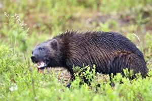 Wolverine kuhmo Finland