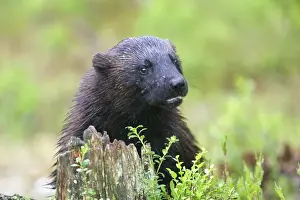 Wolverine kuhmo Finland