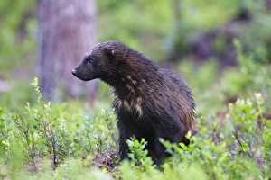 Images Dated 12th July 2005: Wolverine Kuhmo Finland