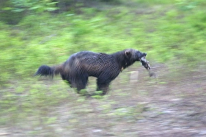 Images Dated 12th July 2005: Wolverine Kuhmo Finland