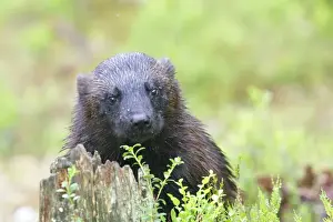 Wolverine Kuhmo Finland