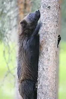 Wolverine Kuhmo Finland