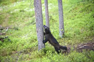 Wolverine Kuhmo Finland