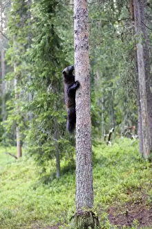 Wolverine Kuhmo Finland