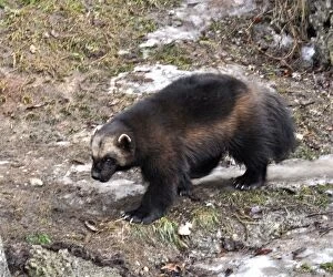 Images Dated 24th February 2012: Wolverine - searching for food in late winter melting snow
