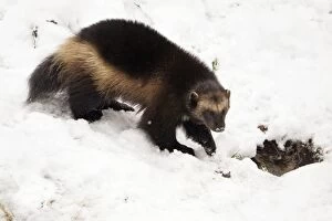 Images Dated 25th November 2008: Wolverine - in snow, Finland