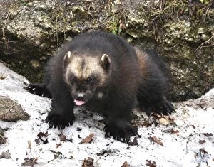 Images Dated 24th February 2012: Wolverine - squatting to scent mark rock in snow