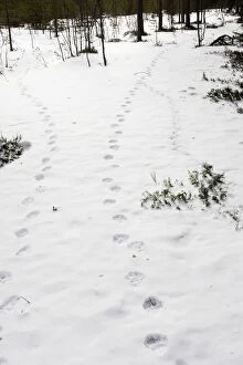 Images Dated 1st May 2007: Wolverine - tracks in snow