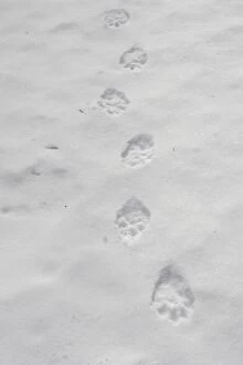 Wolverine - tracks in snow