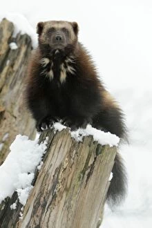 Wolverine - on tree stem in winter snow