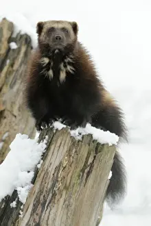 Siberia Prints: Wolverine - on tree stem in winter snow - distribution