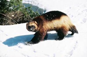 Images Dated 3rd October 2005: Wolverine - Walking in snow