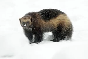Wolverine - in winter snow