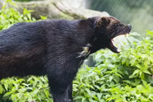 Predatory Prints: Wolverine, yawning, showing teeth, Hessen, Germany