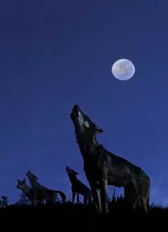 Wild Dogs Gallery: Wolves - Howling in moonlight