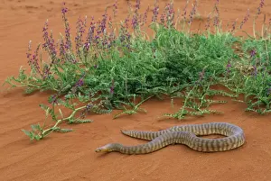 Woma Python