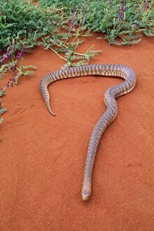 Images Dated 13th July 2004: Woma Python Desert regions central / western Australia. Fam: Boidae