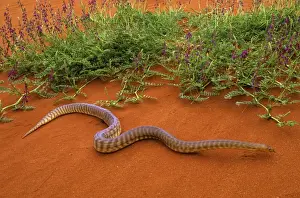 Woma Python - Desert regions of central / western Australia JPF44551