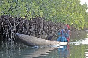 Mangrove Gallery: Woman in dugout canoe transport in mangrove swamp