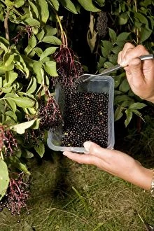 Woman forking ripe elderberries into plastic container