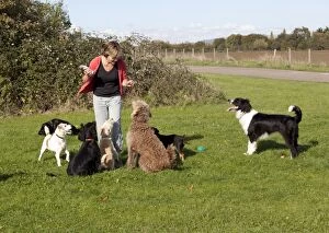 Images Dated 7th October 2010: Woman playing with dogs