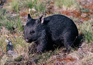 Wombat Prints: Wombat 3 months old
