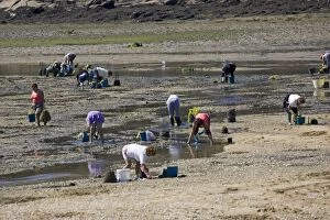 Women collecting shellfish from estuary at low tide