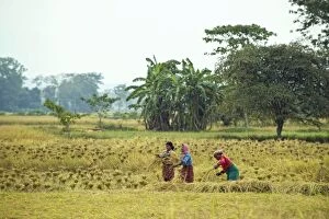 Images Dated 12th November 2010: Women working in fields