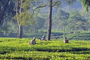 Women working in tea fields
