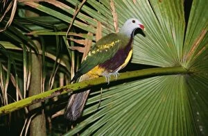 Wompoo Fruit-dove - in palm tree