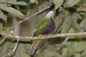 Images Dated 18th August 2009: Wompoo Fruit-Dove Photographed from the canopy tower in the Daintree Cape York, Australia