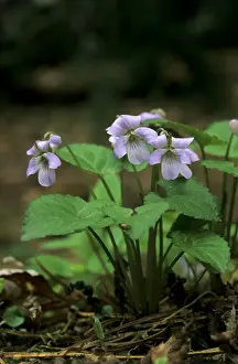 Violet Prints: Wonder violet flowering; typical plant on taiga-forest floor near river Bolshoi Ugan