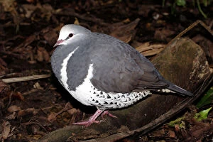 Images Dated 2nd May 2005: Wonga pigeon (Leucosarcia melanoleuca) Port Douglas, Queensland, Australia Captive specimen